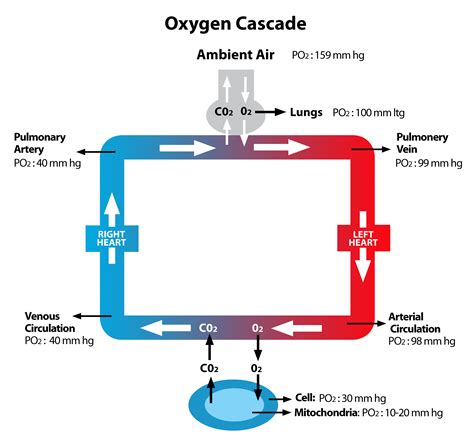 pathway for oxygenation nyt