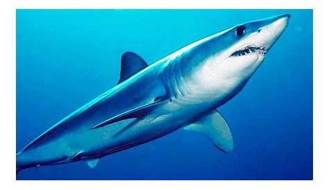 R Hannah Dry Kuya Sabi Raw Nila Sa PH Mythology May Flying Sharks Po