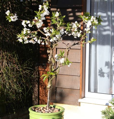Patio Fruit Tree Compact Black Cherry 'Stella Compact' Tree Garden
