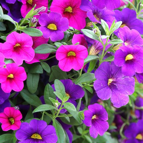 37 Stunning Backyard Flower Garden Ideas You Should Copy Now SWEETYHOMEE