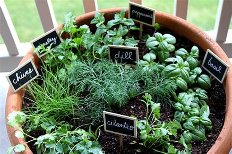 patio herbs