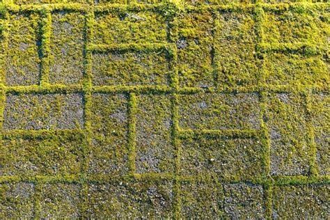 Patio Keeps Going Green