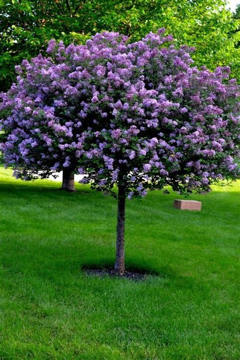 Dwarf Korean Lilac Tree is a great ornamental choice for landscapes.