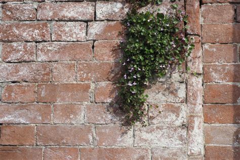 Patio Magic Efflorescence