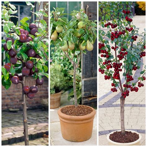 Patio Pot Fruit Trees