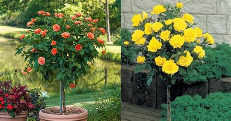 Rosa Patio Tree Roses Boething Treeland Farms