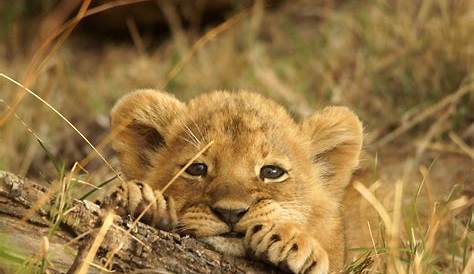 Patte De Lionceau Un Aux s Brisées Pour être Docile A été