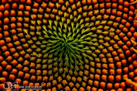 Pattern Examples Of Nature