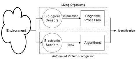 pattern recognition in humans