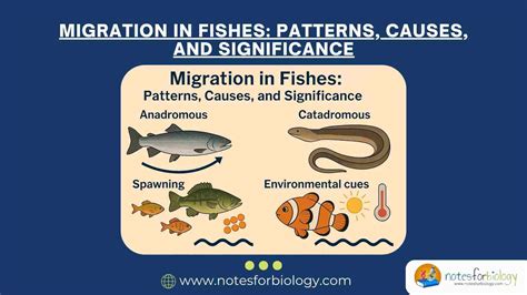 Patterns Of Fish Migration