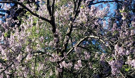 Paulownia Arbre Prix Achat Pas Cher Ou D'occasion Rakuten