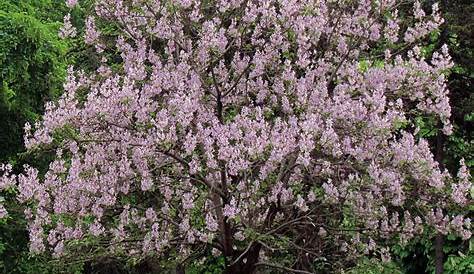 Paulownia tomentosa Arbre impérial à floraison