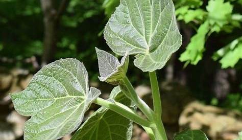 Paulownia fortunei x elongata