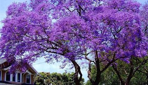 Paulownia Elongata exotic royal empress flowering tree