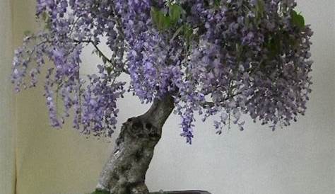 Paulownia Tomentosa Bonsai 200 Pcs /Bag Purple Royal Empress Tree