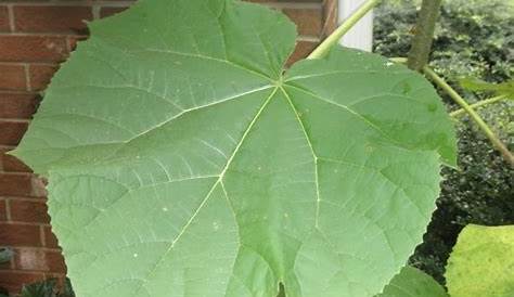 Paulownia Tomentosa Leaf Has Anybody Ever Seen With Leaves In