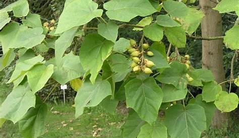 Photo of the seed pods or heads of Empress Tree (Paulownia