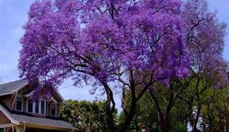 Paulownia tomentosa Empress Tree for sale 