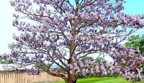 Paulownia Tomentosa Seeds Price €1.95