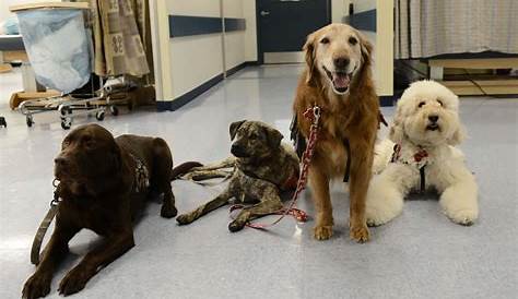 Paws assisting Veterans | Service dogs, Therapy dogs, Dogs