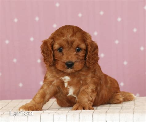 paws larissa onlyfans