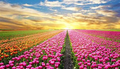 Offrez-vous une paisible balade dans les champs de tulipes multicolores