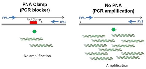 Pcr Primer Blocker