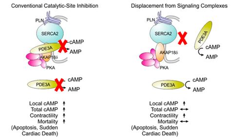 Pde3A Inhibitors