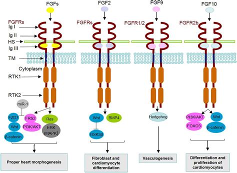 pdgf receptor gene