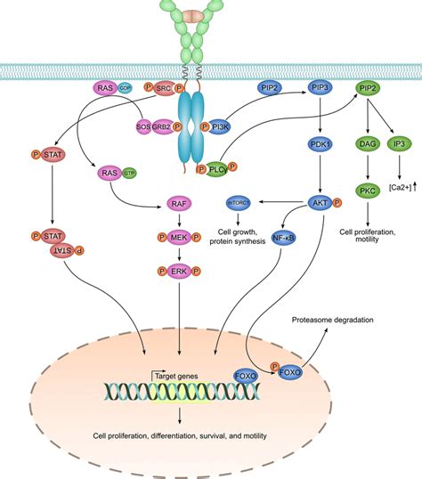 pdgf receptor signaling pathway