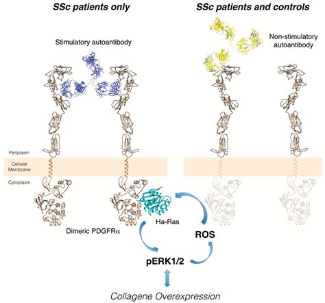 pdgfrb fibrosis