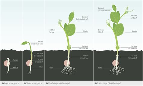 Pea Plant Growth Chart