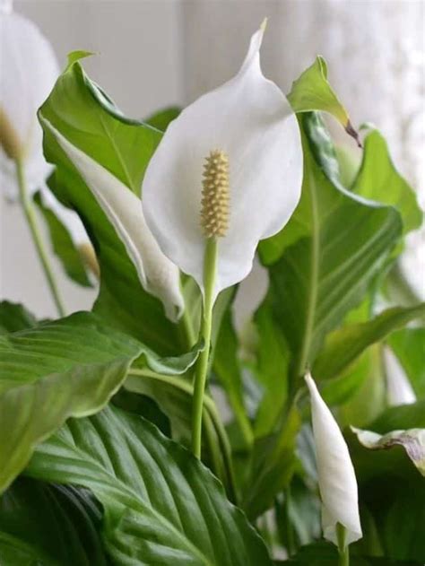 Peace Lily Watering Guide RAKA GRUP