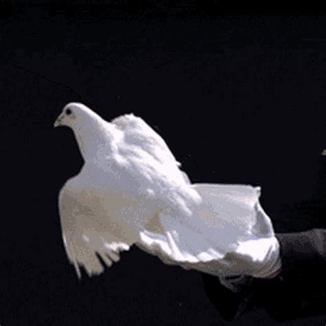 Peace Dove Animated Gif