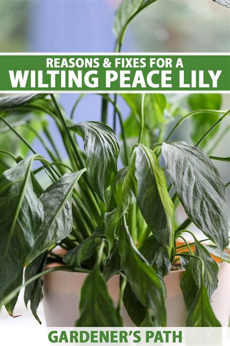 Peace Lily Flower Wilting