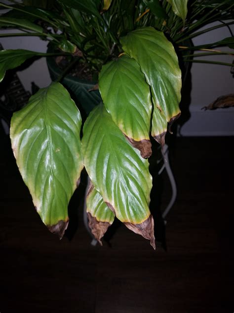 peace lily tips of leaves turning brown