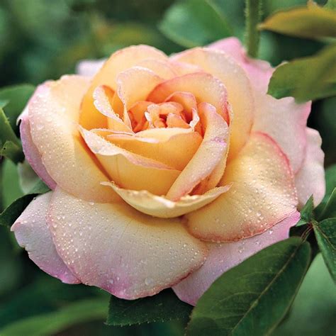 Unlock Secrets Behind the Peace Rose Trend