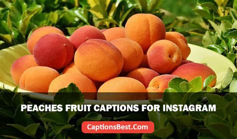 Peaches Fruit Captions For Instagram And Quotes