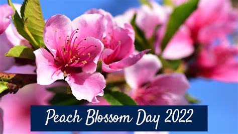 peach blossom day 2024