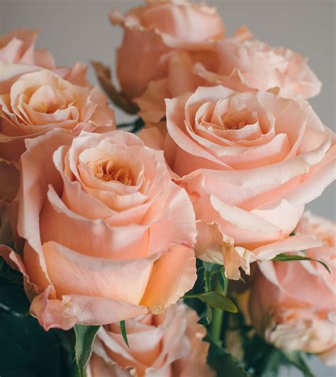 Unveil the Elegance of Peach Colour Roses: A Stunning Floral Trend