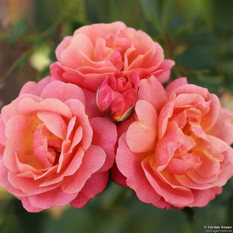 peach coloured climbing rose