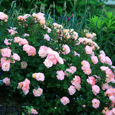 Ultimate Peach Drift Rose Bush Guide