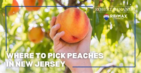 peach farms in nj