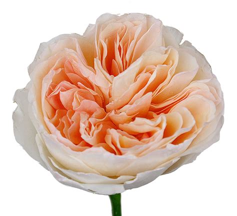 peach garden rose