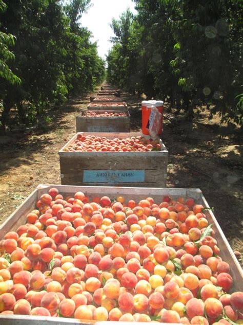 peach growers in california