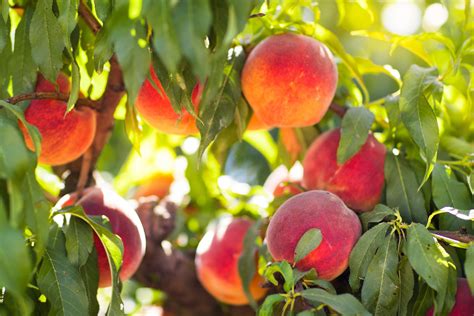 peach orchard near me hours