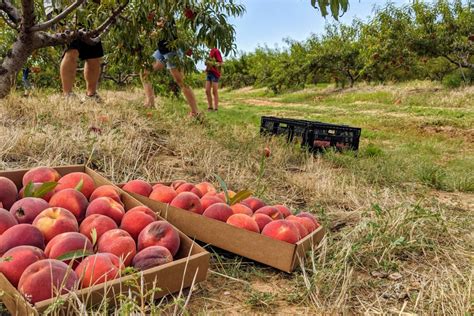 peach orchards in ohio