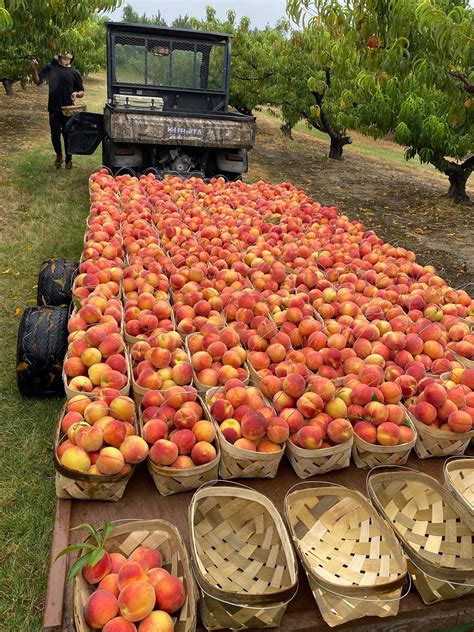 peach orchards near me open today