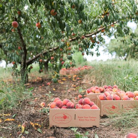 peach orchards near me with farm stand