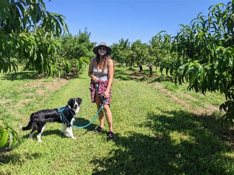 Peach Picking Dog Friendly